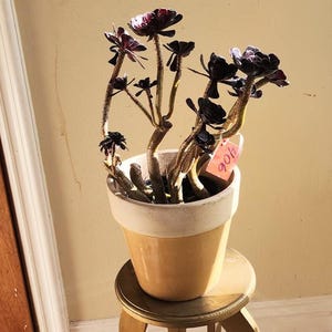 Black Rose Tree Aeonium Arboreum Zwartkopf | Dark Gothic Succulent | Bare Root Live Plant | Unique Easy Care Houseplant Gift Soil Pot