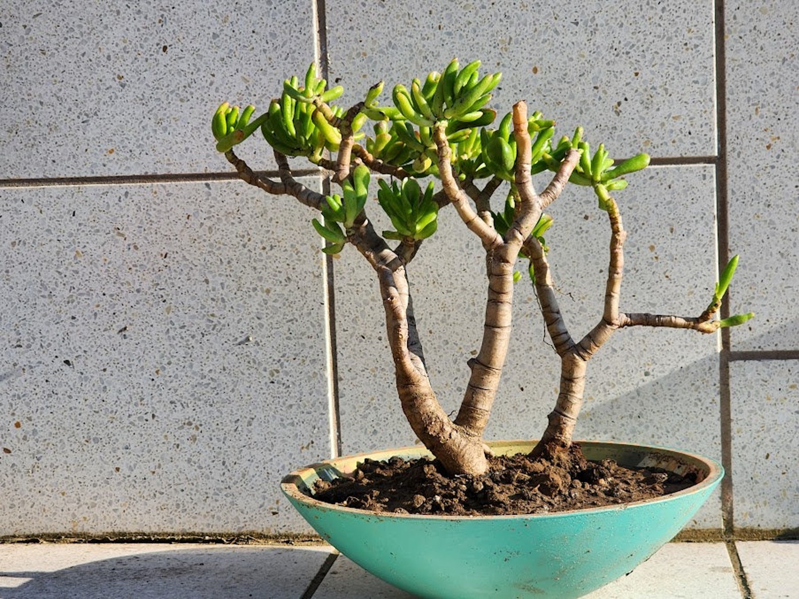 Jade Gallum Pre Bonsai ET Fingers Succulent Plant DIY Etsy