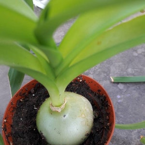 Rare Sea onion- pregnant onion- (2) Abuca braceteata  bulb  succulent plant.