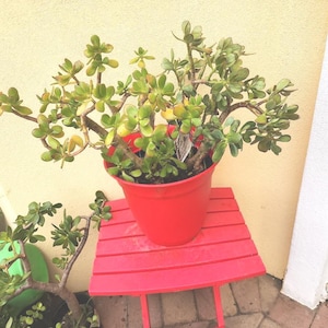 Large Jade Tree/ Crassula Ovata/ Live Jade Houseplant bare root