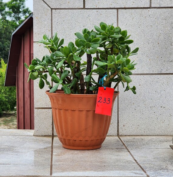 Live Jade Crassula Ovata Succulent Plant - Etsy