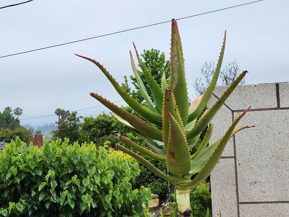 Large Aloe Vera Barbadensis Succulent Plant - Etsy.de