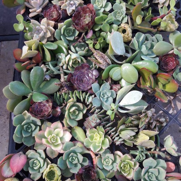 155 Wholesale succulent CUTTINGS clippings, diy, bulk, colorful,  succulents. Diy Succulents