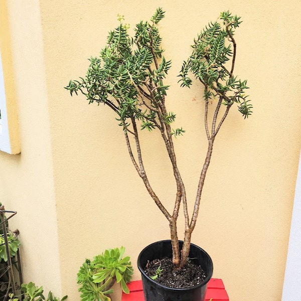 Jade Tree Ancient Crassula Tetragona Mini Pine Live Succulent Plant Diy Succulent Feng Shui Gift