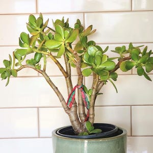 Jade Plant Crassula Ovata | Lucky Money Tree | Easy-Care Indoor-Outdoor Succulent | Bare Root Eco Friendly Gift