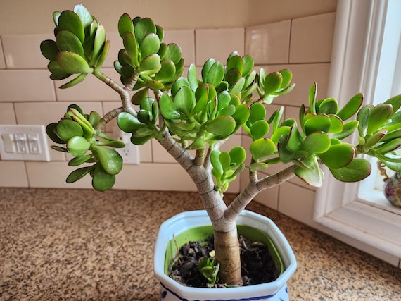 Jade Crassula Ovata Succulent: Lucky Money Plant, Easy Care - Etsy