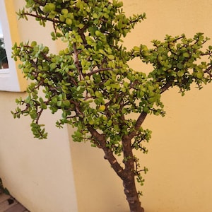 May include: A small, leafy tree with a brown trunk and branches, and small, round, green leaves. The tree is set against a yellow wall.
