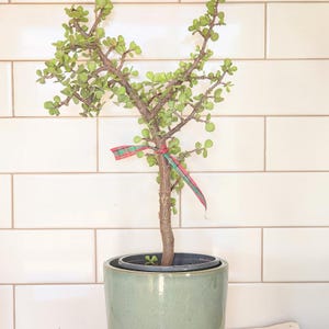 Olifantenstruik (jadeplant) – Portulacaria Afra – Sappige luchtreiniger – Eetbare bladeren – Binnenplant – Milieuvriendelijk cadeau