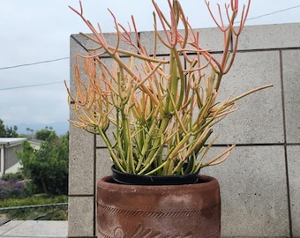 Firesticks Cactus, Euphorbia Tirucalli, Live Succulent, Bare Root Plant, Easy Care, Drought Tolerant, Indoor Outdoor, Garden Succulent