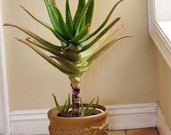 Aloe Vera 24" Large Medicinal Succulent plant/ Barbadensis Live Aloe Vera Savila/Sabila