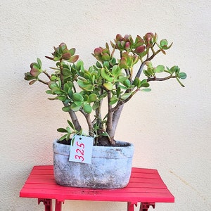 aglaonema red zircon Chinese Evergreen | Zircon Red main image 1
