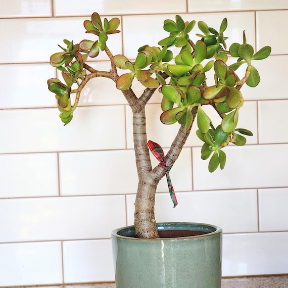 盆栽 Suculenta jade 3-5 FT Jade Succulent Bonsai (Crassula) – Dahing Plants