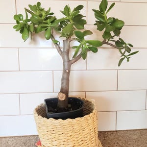 Jade Tree Crassula Ovata Succulent | Live Bare Root Gift Plant | Eco Friendly Heirloom | Easy Care Housewarming Idea