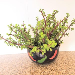 Elephant Bush Tree (Jade Plant) – Portulacaria Afra – Succulent Air Purifier – Edible Leaves – Indoor Outdoor Plant – Eco-Friendly