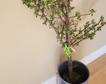 35" Jade Tree Portalacaria Afra Live Plant Soil Planter