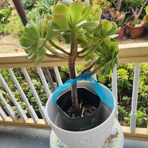 Aeonium Irish Rose Succulent | Rare Easy Care Bare Root or Potted | Indoor Outdoor Gift Plant | Drought Tolerant