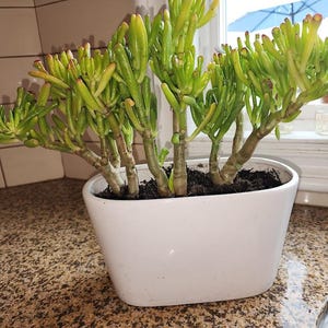 Jade Gollum Plant, Shrek Ears Succulent, E.T. Fingers, Crassula Ovata Gollum, Live Bare Root, Easy Care Indoor Houseplant Gift