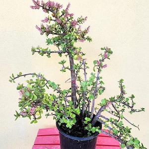 May include: A Portulacaria afra plant, also known as elephant bush, potted in a black plastic container. The plant features woody brown stems, small rounded green leaves, and clusters of tiny pink flowers blooming at the ends of the branches.
