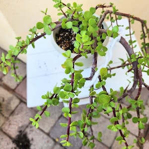 May include: A Portulacaria afra plant, also known as elephant bush, with small, round, bright green leaves and reddish-brown stems. The succulent is planted in a light-colored pot and features long, trailing branches that extend outward.