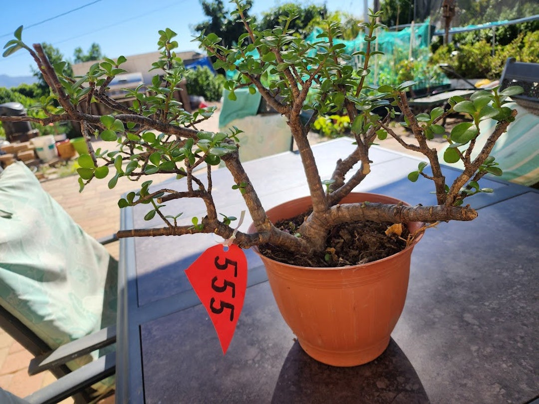 Jade Bonsai Elephant Bush Portalacaria Afra Succulent Plant Etsy