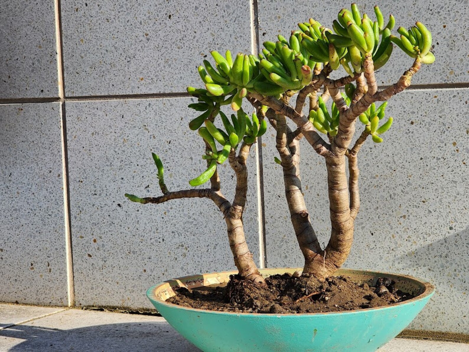 Jade Gallum Pre Bonsai ET Fingers Succulent Plant DIY Etsy