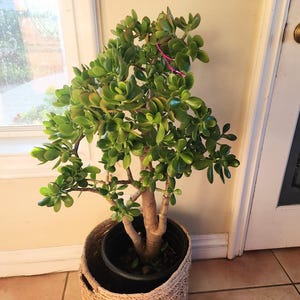 May include: A vibrant green jade plant with thick, rounded leaves. The plant is potted in a black container, nestled inside a woven basket. The plant's trunk is a light brown color. A pink ribbon is tied to a branch.