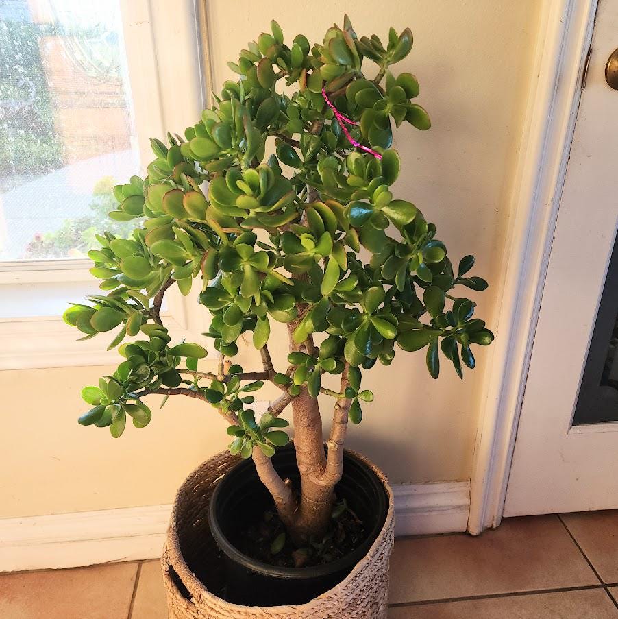 Extra Large 35" Jade Crassula Ovata Live Plant Soil Pot - Etsy
