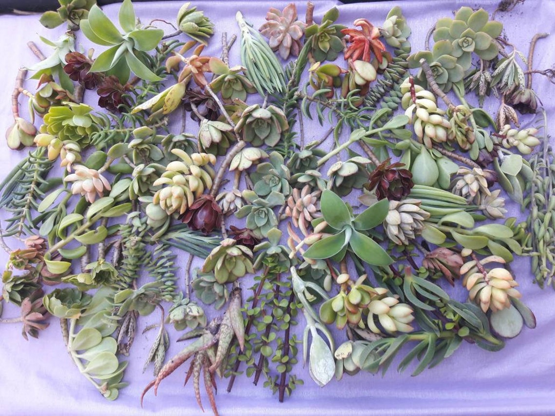 275 succulent wholesale colorful cuttings/clippings diy | Etsy
