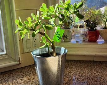 Jade 15" Tree Crassula Ovata Succulent Plant DIY Live Succulent Feng Shui Gift