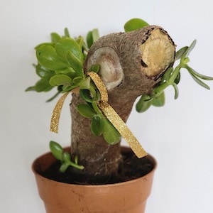 Jade Crassula Ovata Stump, Live Succulent Gift, Rare One-of-a-Kind, bare root, Friendship & Good Luck Plant, Indoor Outdoor, Easy Care