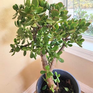 May include: A jade plant with thick, fleshy, oval-shaped green leaves and woody stems, potted in a dark gray container. The plant features multiple branches extending upward with some leaves displaying subtle reddish-brown edges on the foliage.