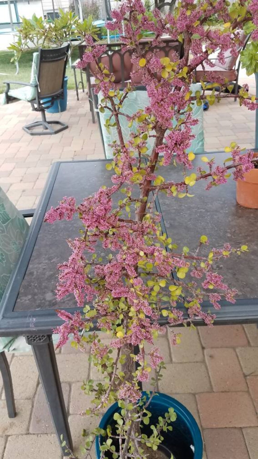 Jade Pre Bonsai Elephant Bush /succulent Plant/dwarf Jade/ DIY Etsy