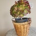 see more listings in the aeonium purple section