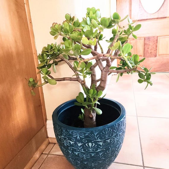 Jade Tree Crassula Ovata, Friendship, Money, Good Luck Succulent Plant -  Etsy