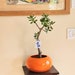 see more listings in the Jade Tree Crassula Ovata section