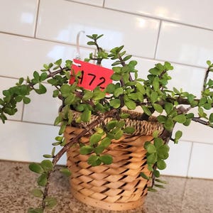 Elephant Bush Tree (Jade Plant) – Portulacaria Afra – Succulent Air Purifier – Edible Leaves – Indoor Outdoor Plant – Eco-Friendly