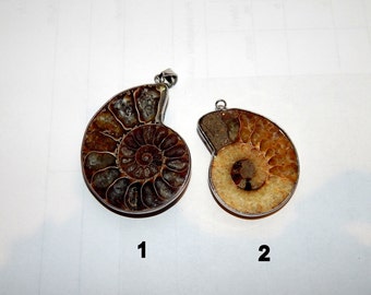 Hanger met natuurlijke ammoniet: gepolijste nautilusschelpketting (43 x 32 mm)