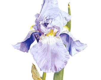 Iris Greetings Card, Botanical Card, Flower Card, Card for all Occasions,