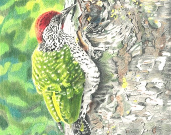 Green Woodpecker Limited Edition Print, Bird Art, Archival Print