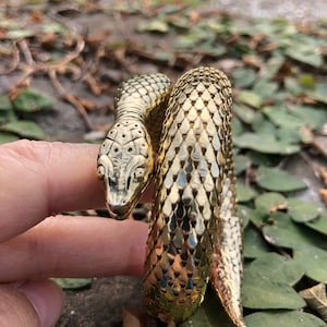 SNAKE BRACELET Whiting and Davis/60's Snake Bangle/60's
