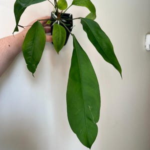 Germinated Anthurium Gracile Seeds: Growers Choice