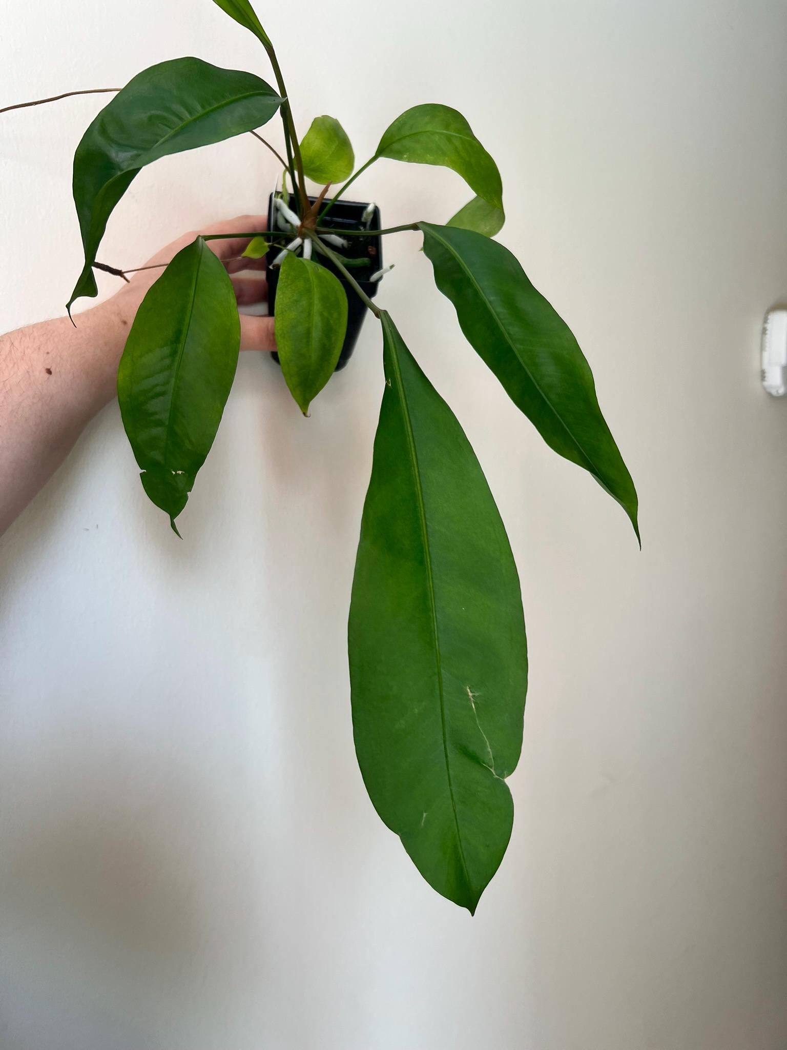 Anthurium Gracile - Etsy