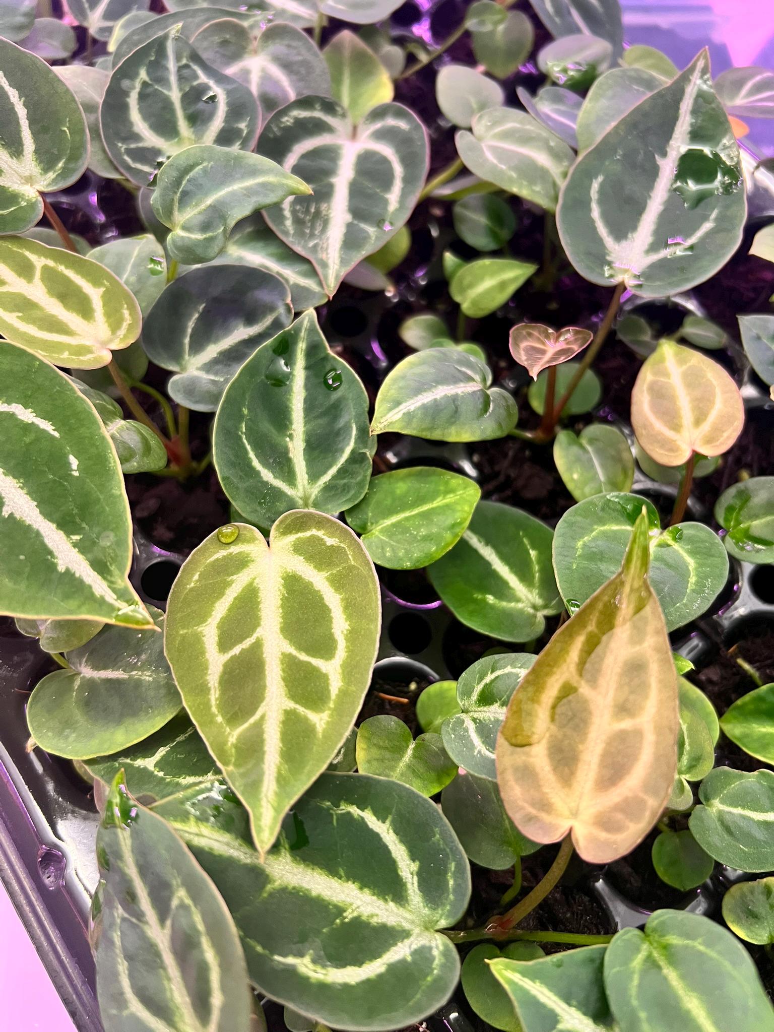 Anthurium Magnificum X Silver Blush - Etsy