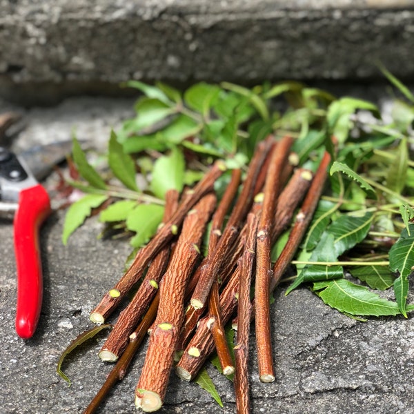 Cut to order Neem sticks