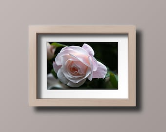 Fotoafdruk roze roos: muurkunst bloem zonsopgang