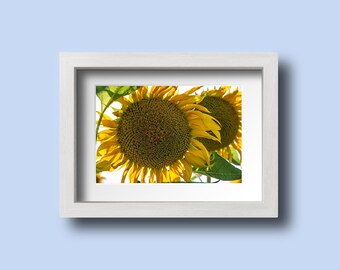 Sunflower Print, Sunflower Photo, Sunflower Decor, Flower Wall Art, A3 Print, Summer Wall Decor, Floral Art, Botanical Print, Kitchen Decor