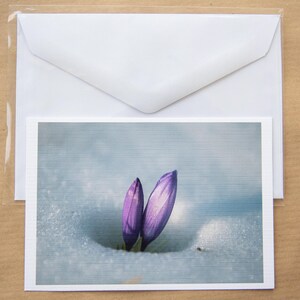 Krokusse Fotokarten Blumen Grußkarten Natur Notizkarten Set Krokuskarten Mattes Finish A6 Größe A5 Größe Frühlingskarten Geburtstagskarten
