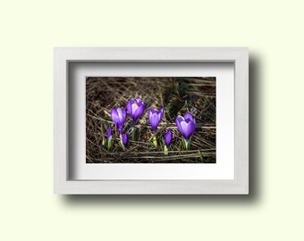 Purple Crocuse Print, Flower Decor, Crocuses Photograph, Spring Flower Decor, Home Wall Art, Floral Wall Art, Botanical Decor, Nature Print