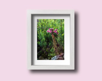 Wilde Blume Fotodruck, Berg blume, Naturfotografie, lila Blume, Wand Kunstdruck, Home Decor, Wand-Dekor, botanische Druck, Blumen