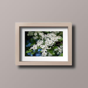 White blossom photo print White blossom wall art Spring wall decor Exquisite wall art Semi gloss finish Housewarming gift Flamboyant blossom